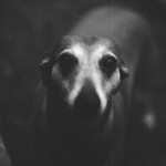 Gloria - 2006 - cm 190x140 - photo printed on canvas - peter gazzola